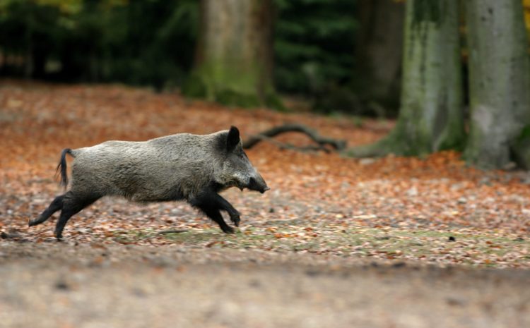 Rozporządzenie MRiRW w sprawie zasad bioasekuracji