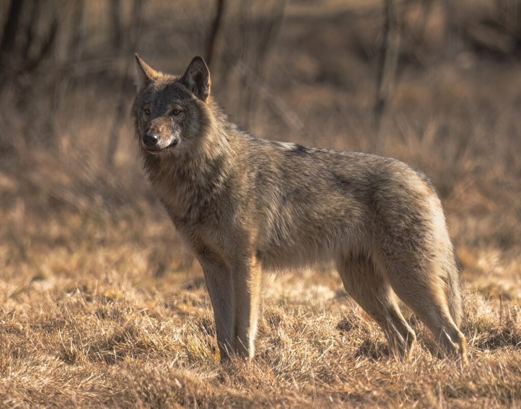 Komisja Europejska rozważa zmianę statusu ochronnego wilka