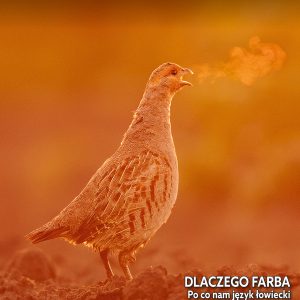 Miesięcznik Łowiec Polski - Numery archiwalne